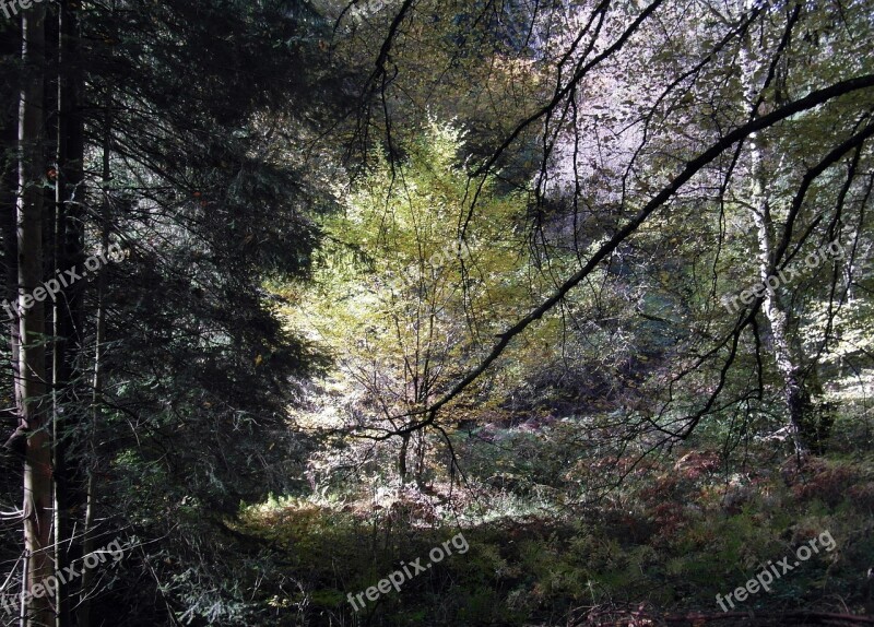 Filigree Forest Trees Autumn Landscape