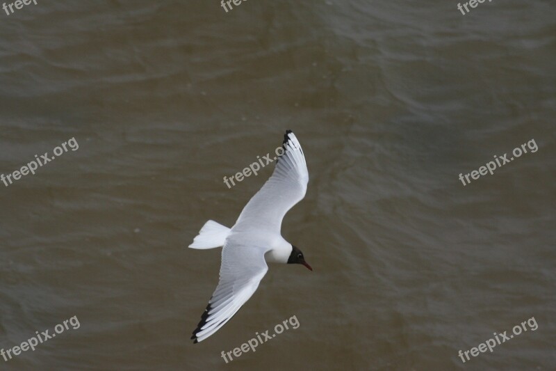 Seagull Gull Bird Flight Sea