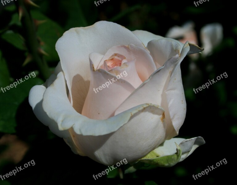 Rose Bloom Bud Flower White