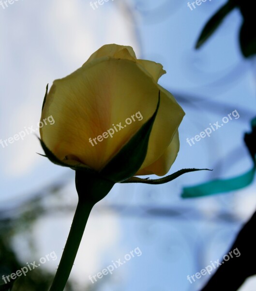 Rose Bloom Bud Flower Soft Yellow