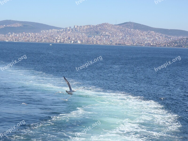 Istanbul Sea Gulls Free Photos