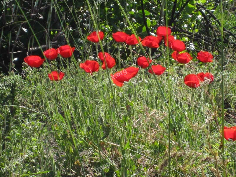 Poppy Landscape Meadow Red Poppy Flowers