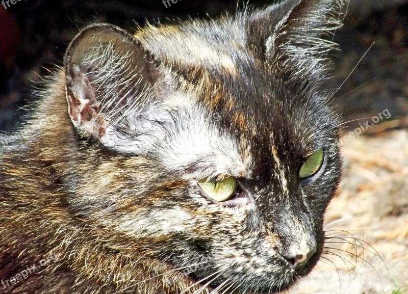 Cat Domestic Cat Outdoor Skeptical Free Photos