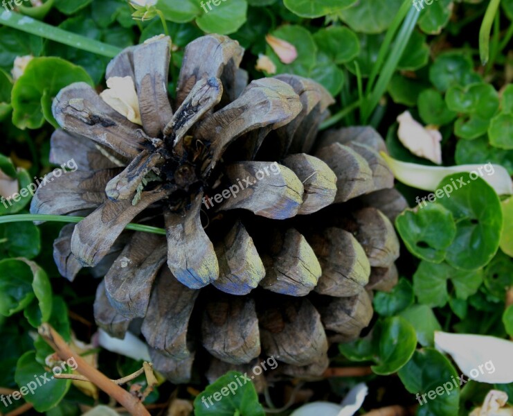 Pine Cone Spiky Round Elongated Hard