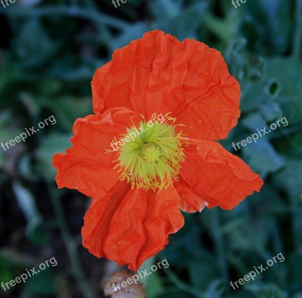 Flowers Blooms Poppies Iceland Dark Orange