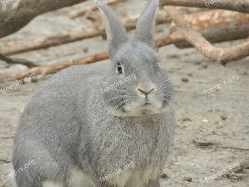 Hare Gray Hare Animal Easter Free Photos