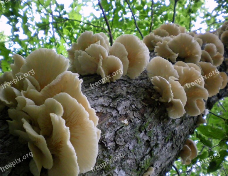 Tree Close-up Fungus Forest Mushroom