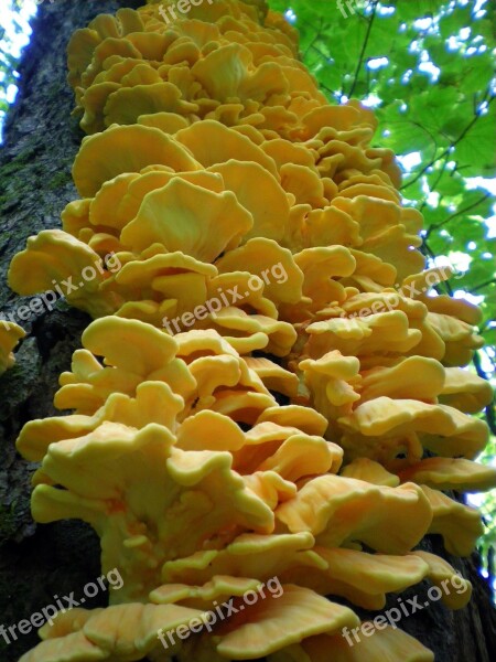 Tree Close-up Fungus Forest Mushroom