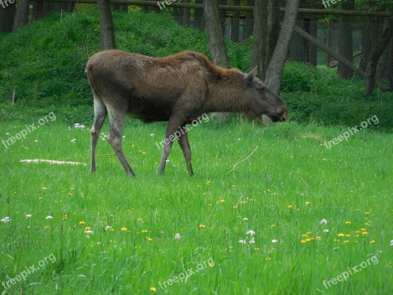 Moose Nature Wildlife Park Mammal Animal