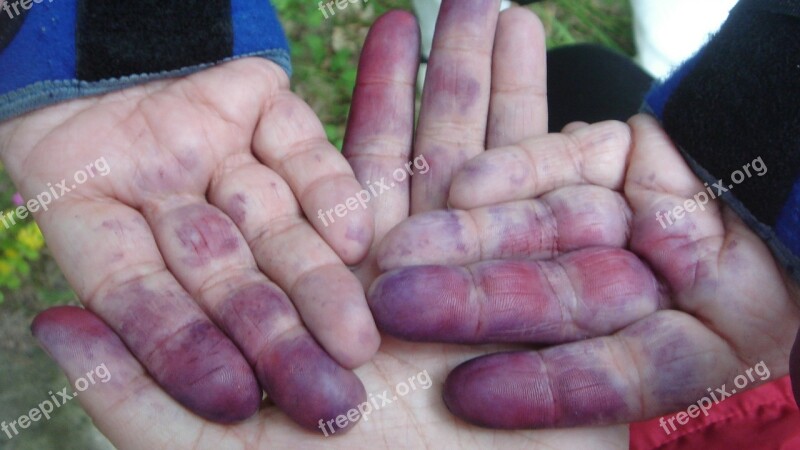 Hands Summer Dirty Fruit Free Photos