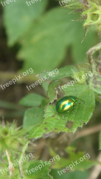 Insect Green Sheet Detail Free Photos