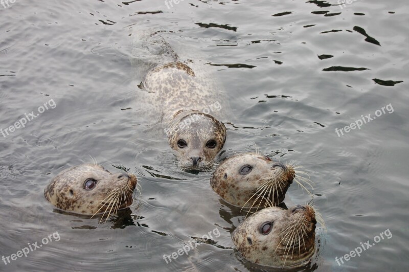 Animals Seals Water Zoo Sweet