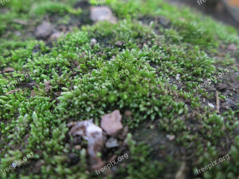 Moss Ground Forest Earth Green