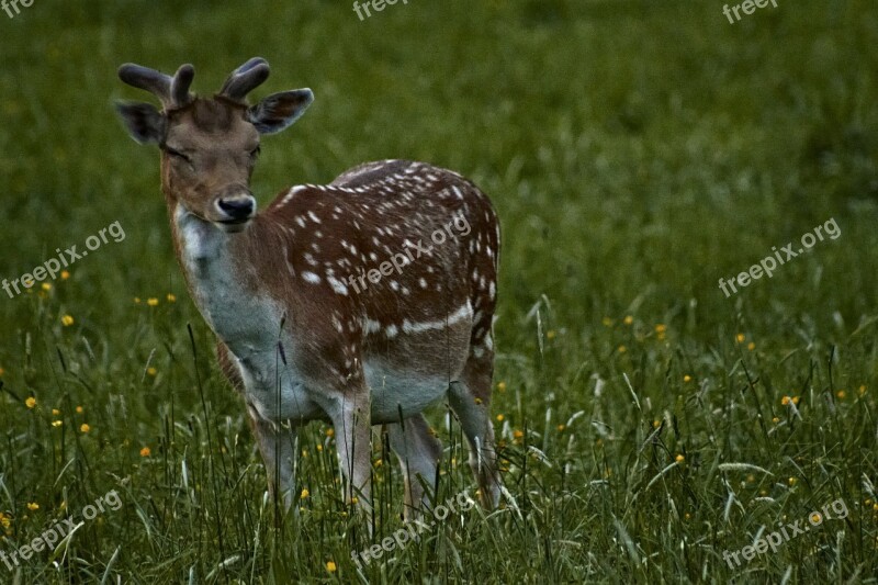 Damm Wild Sweet Antler Wild Roe Deer