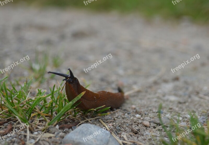 Slug Slowly Brown Red Orange