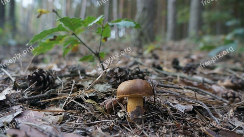 Fungus Pine Cones Forest Mushrooms Detail