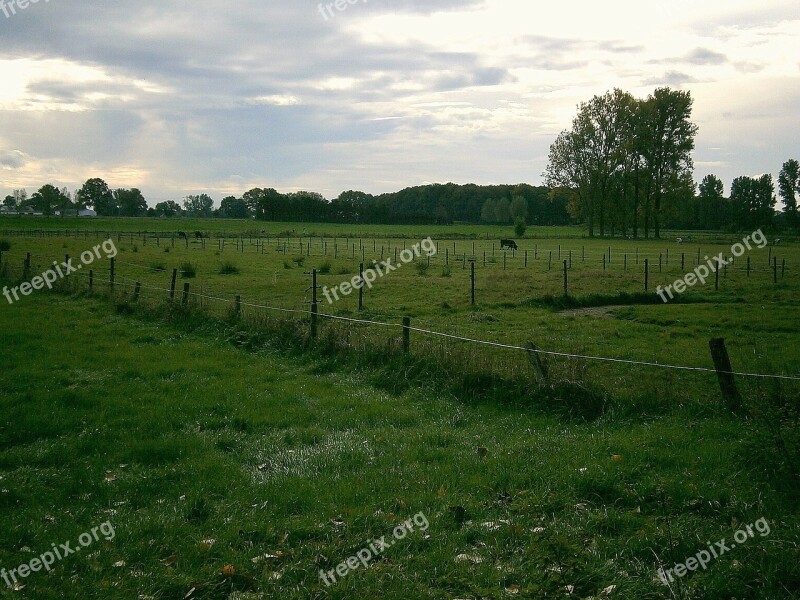 Pasture Meadow Cow Cows Animal