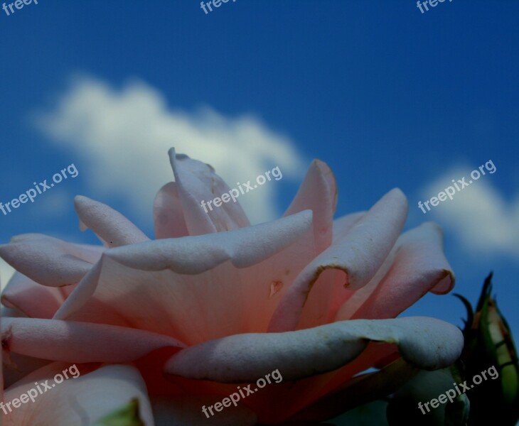 Rose Flower Bloom Petals Soft