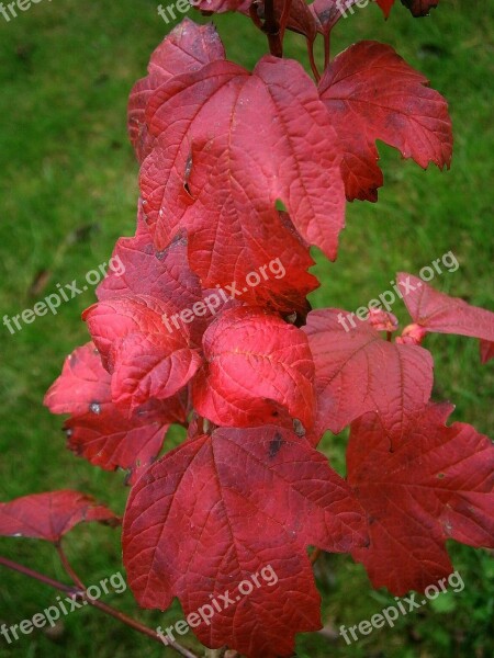 Bush Autumn Fall Color Bushes Shrubs