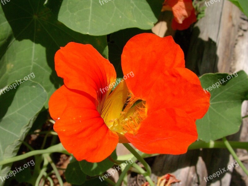 Nasturtium Red Flower Free Photos