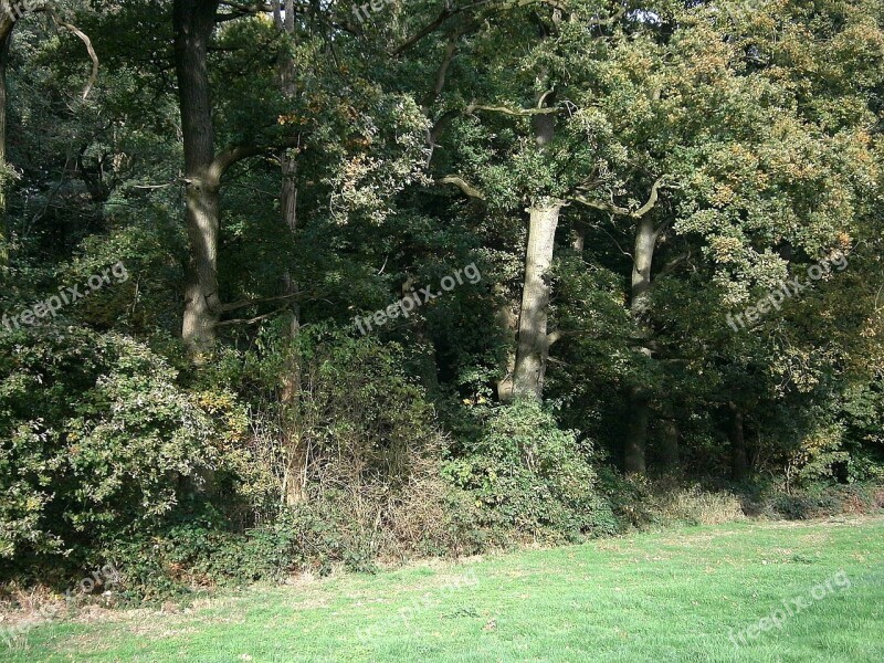 Forest Autumn Autumn Forest Trees Meadow