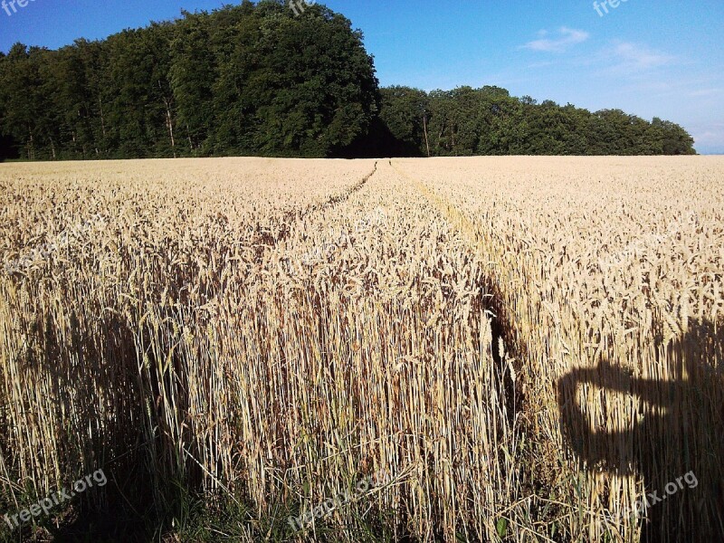 Shadow Photographer Nature Cornfield Sunshine