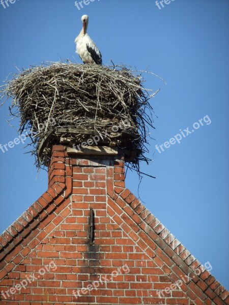 Stork Nest Bird Birds Free Photos