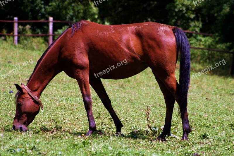 Horse Brown Grazing Pasture Coupling