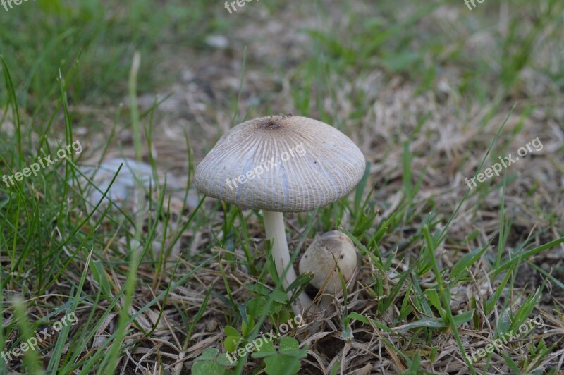 Fungus Prairie Nature Fall Free Photos