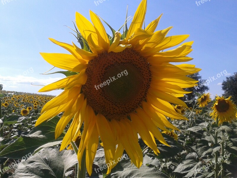 Sunflower Field Sky Sun Landscape