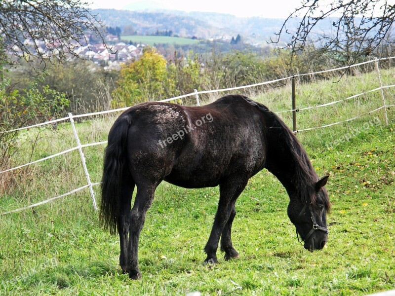 Horse Rap Eat Pasture Coupling