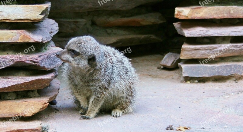 Meerkat Mammal Family Animal Rodent Free Photos