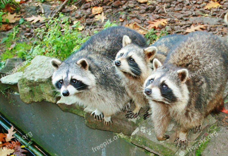 Raccoons Mammals Drinking Raccoons Free Photos