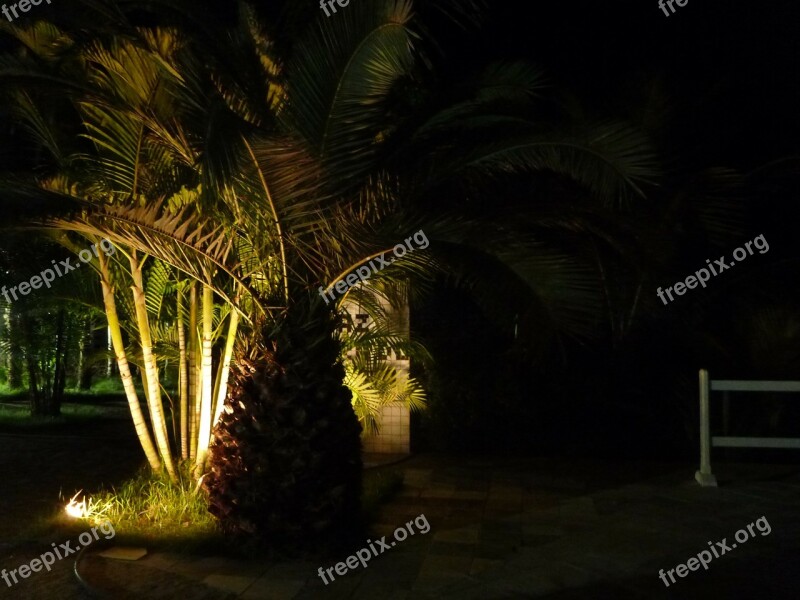 Palm Treee Palm Tree Romantic Vacation