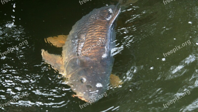 Carp Angling Netherlands Free Photos