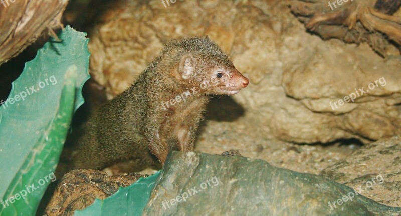 Marten Rodent Desert Animal Free Photos