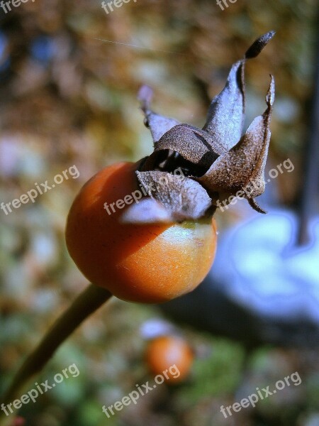 Rose Hip Fruit Sammelfrucht Orange Red