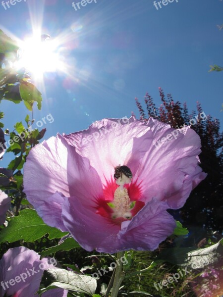 Hibiscus Flower Bee Hibiscus Plant Flower