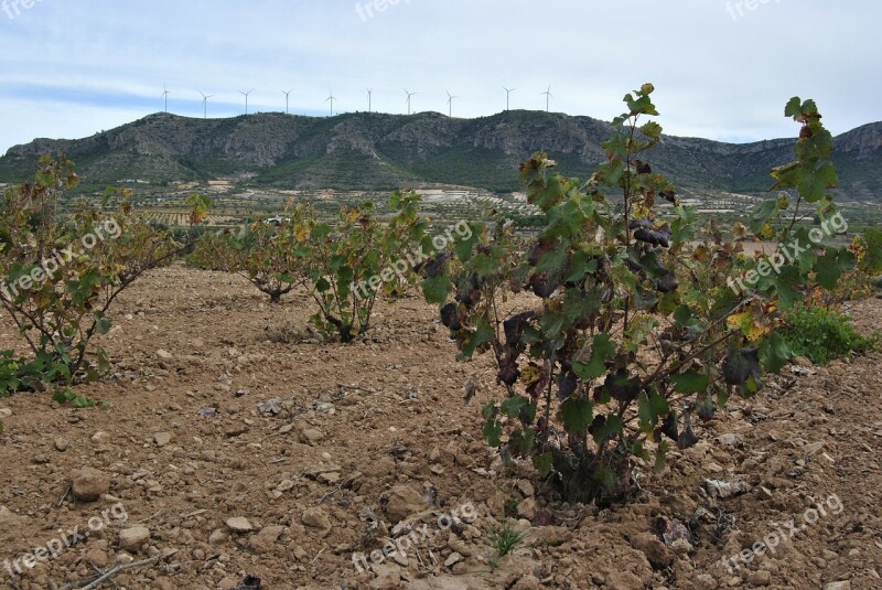 Vineyard Autumn Jumilla Winter Leaves