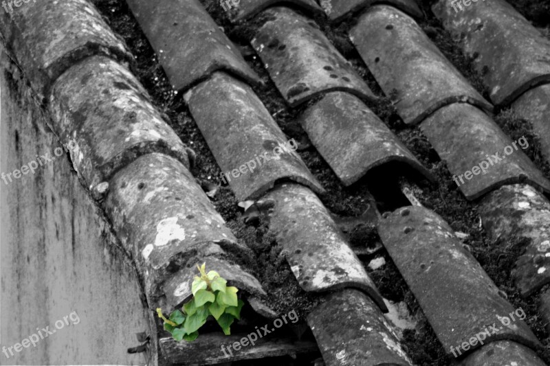 Ivy Roof Tiles Free Photos