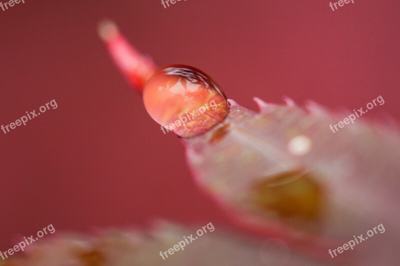 Rain Leaves Color Red Pink