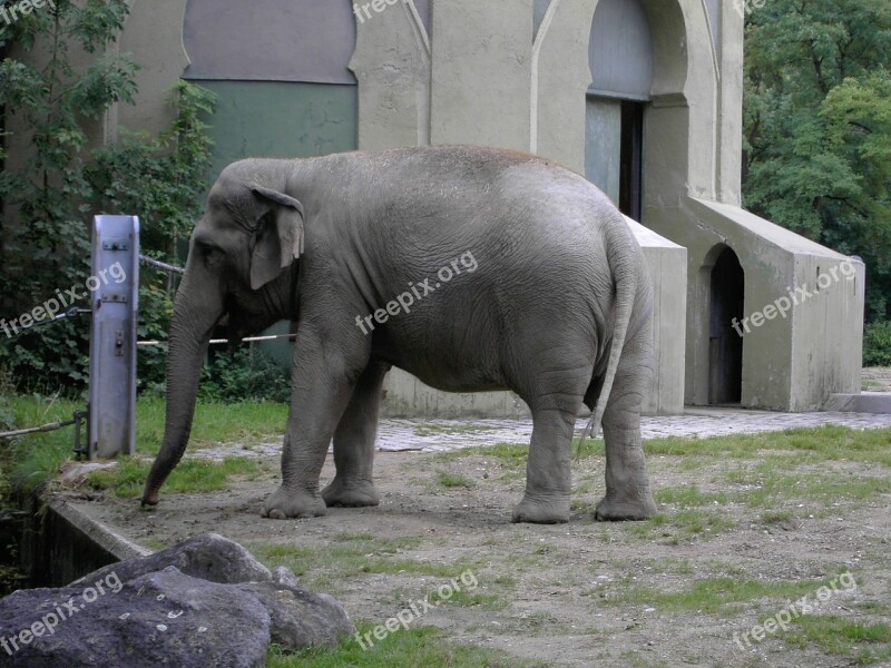 Elephant Mammal Herbivores Free Photos