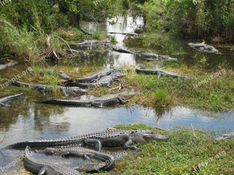 Usa Miami Everglades Crocodile Swamp