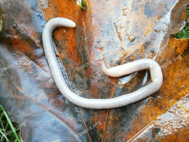 Letter G Earthworm Lumbricidae Worm