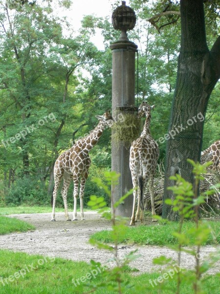 Giraffe Herbivores Africa Free Photos