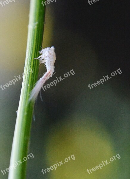 Insect Tiny Insect Micro Insect White Insect Innocent