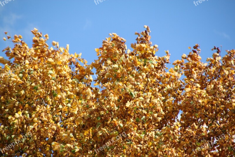 Autumn Fall Foliage Golden Autumn Leaves Leaves In The Autumn