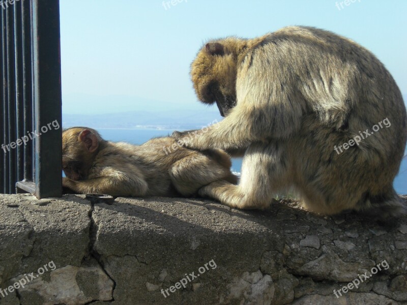 Mono Gibraltar Monkey Family Free Photos