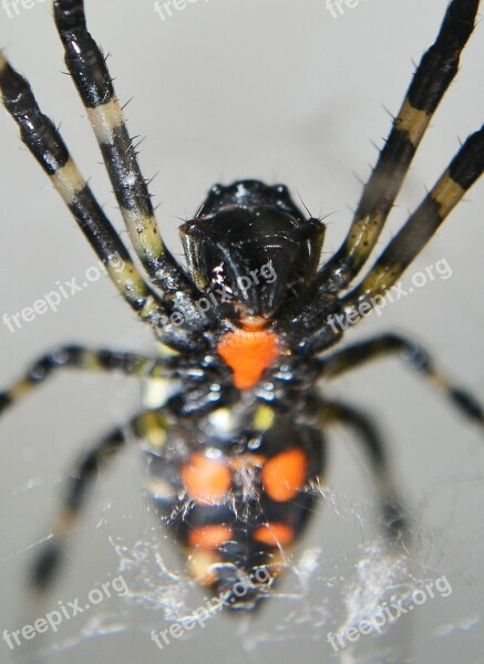 Spider Spotted Spiders Tiger Nail Spider Poison Dangerous