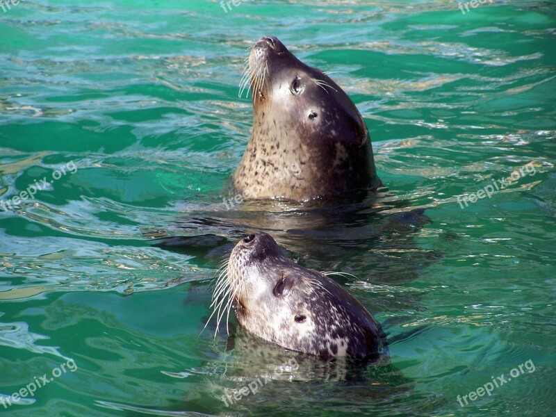 Seals Zoo Water Free Photos